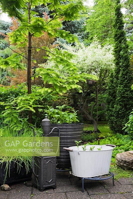 Decorative watering can and planters with Metasequoia - Dawn Redwood and Salix hakuro nishiki - Willow tree in backyard garden in summer, Quebec, Canada