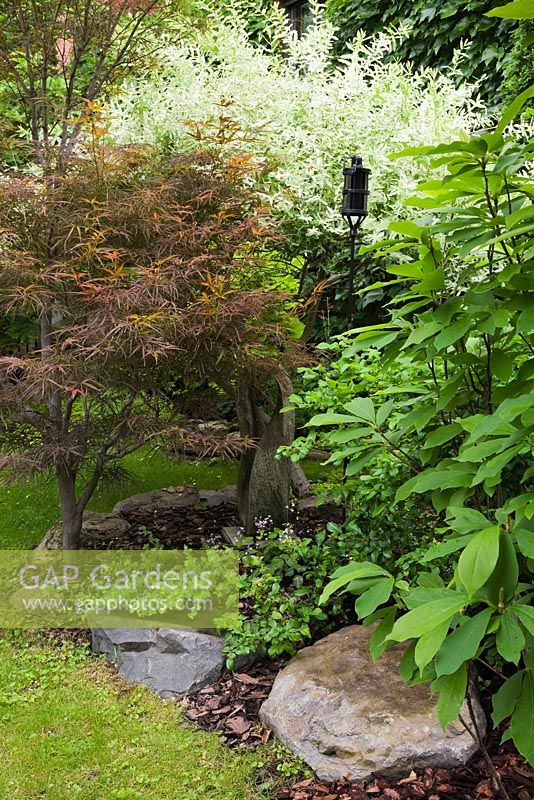 Acer japonicus - Japanese Maple, Salix hakuro nishiki - Willow tree in backyard garden in summer, Quebec, Canada