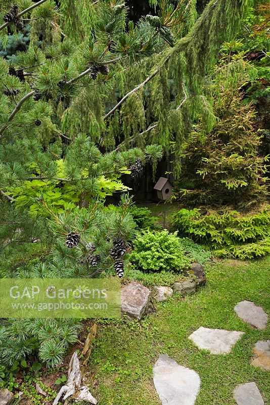 Bird house and flagstone path with Pinus parviflora glauca - Japanese White Pine, Juniperus - Juniper and Picea orientalis 'Skylands' - Spruce trees in backyard garden in summer, Quebec, Canada