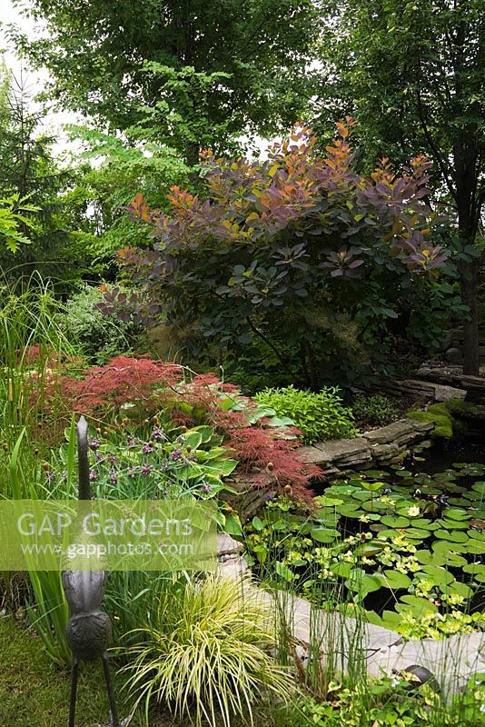 Metal Heron bird sculpture with Acer palmatum inabe-shidare - Japanese Red Maple tree next to pond in backyard garden in summer, Quebec, Canada