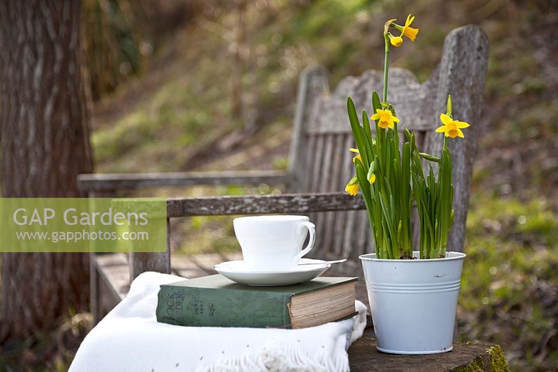 Teak garden bench with stone table featuring still life of blanket, book, cup and Narcissus 'Tete a Tete' - January