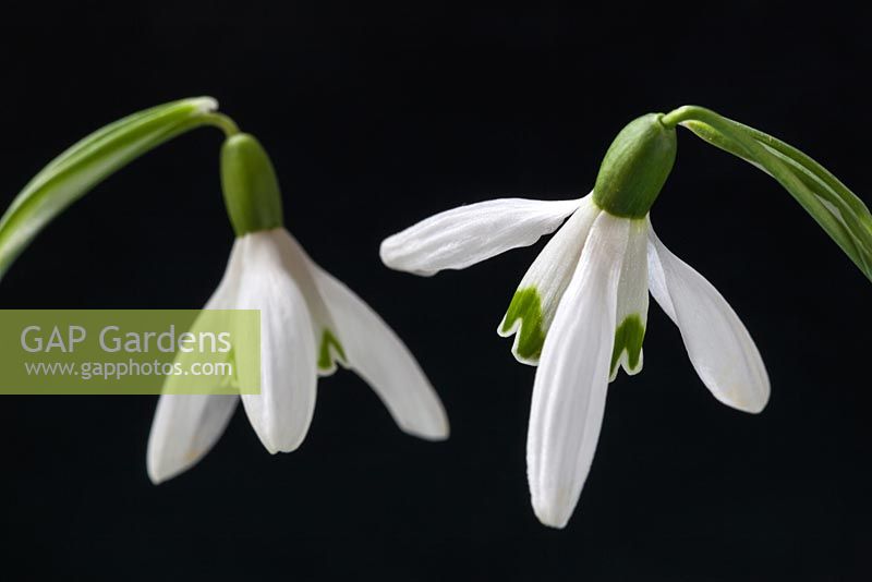 Galanthus nivalis - snowdrop flowers in close-up