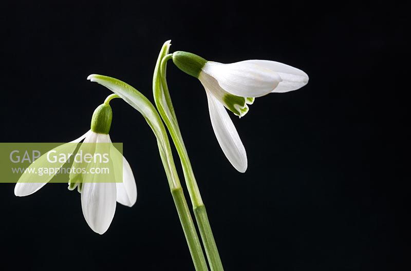Galanthus nivalis - snowdrops isolated on black background