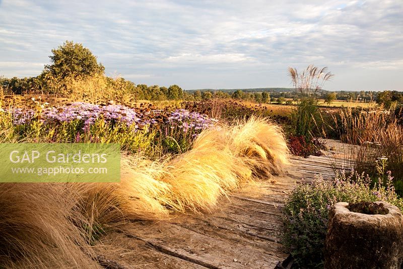 Boardwalk through naturalistic planting featuring Nasella tenuissima, Aster x frikartii 'Monch' and Miscanthus sinensis 'Grosse Fontaene' - September, France