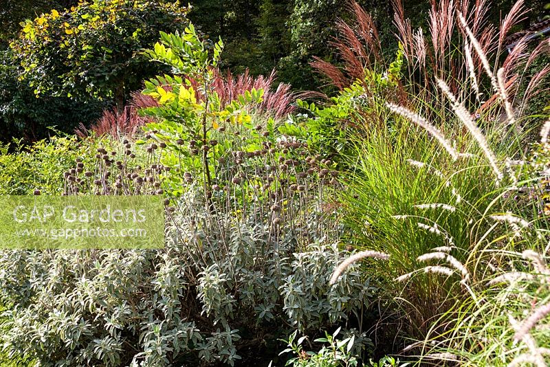 Border planted with Miscanthus sinensis 'Morning Light' and 'Gracillimus', Wisteria and Phlomis fruticosa - October, France