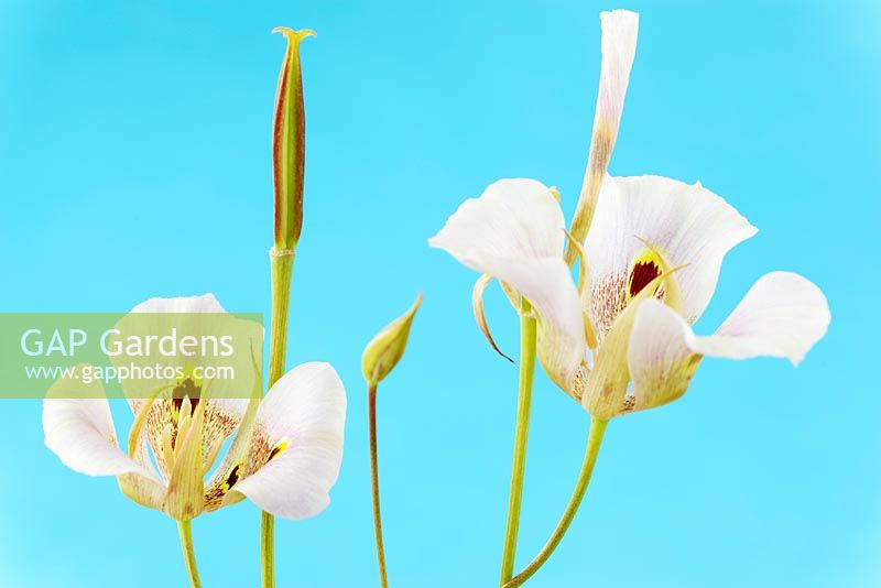 Calochortus superbus - Mariposa lily 