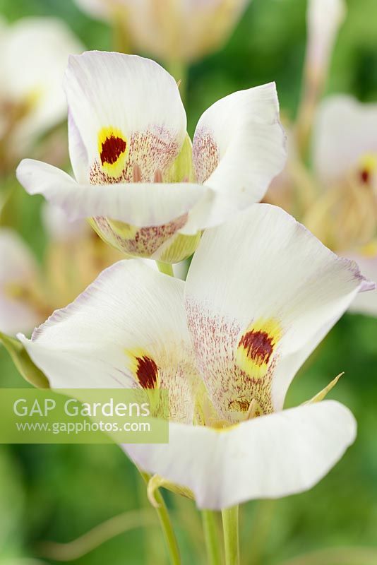 Calochortus superbus - Mariposa lily