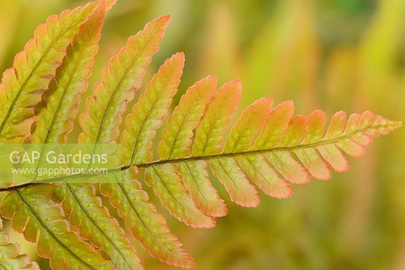 Dryopteris erythrosora AGM - Japanese shield fern, Buckler fern