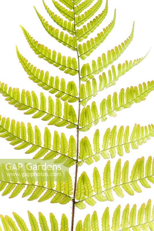 Dryopteris erythrosora AGM - Japanese shield fern, Buckler fern
