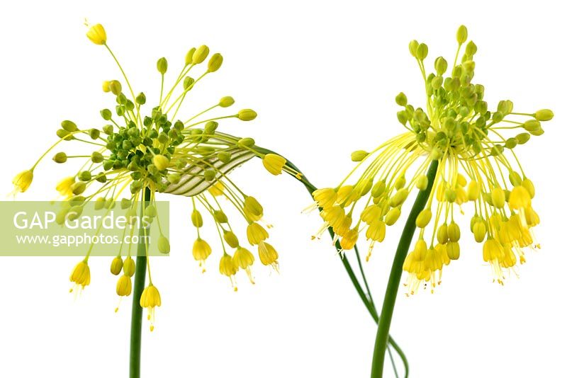 Allium flavum AGM - Yellow-flowered garlic 