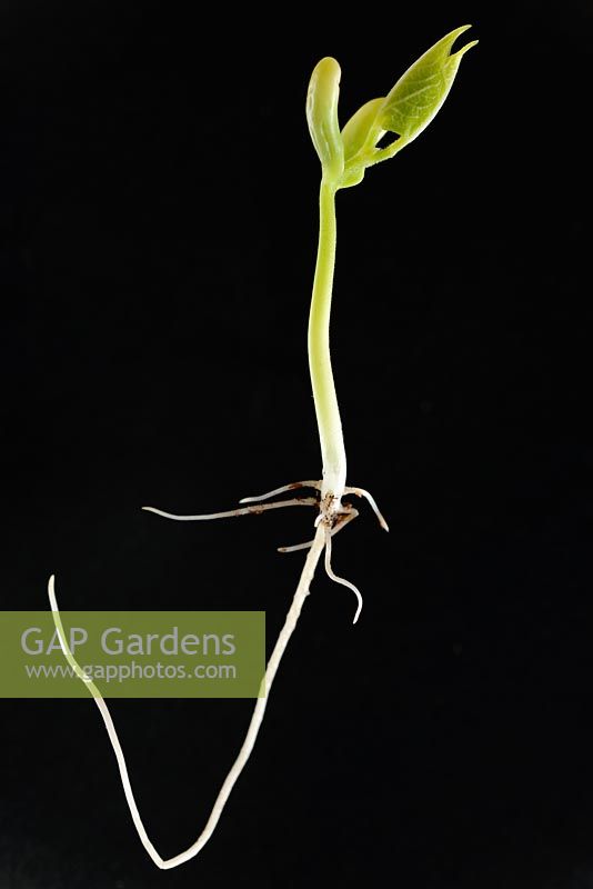 Phaseolus vulgaris  'Concador'.  Dwarf French bean  Seedling recently germinated.