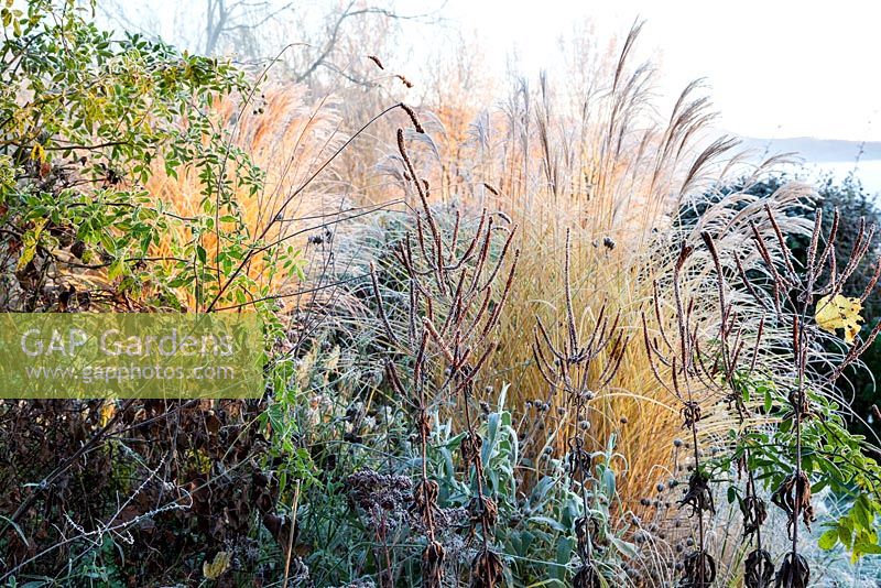Border with Miscanthus sinensis 'Morning Light', Phlomis purpurea, and seedheads of Veronicastrum virginicum 'Fascination' - December, Mas de Bety, France