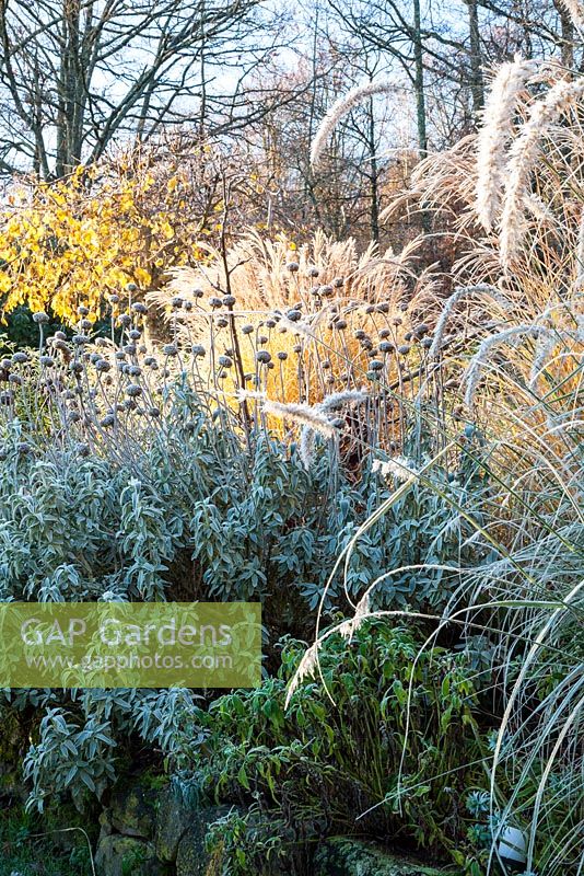 Phlomis fruticosa in a border with grasses Miscanthus sinensis 'Morning Light' and Pennisetum orientale 'Tall Tails' - December, Mas de Bety, France