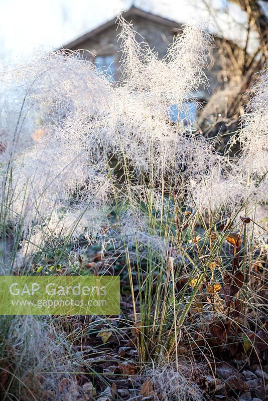 Muhlenbergia capillaris inflorescences in frost - December, Mas de Bety, France