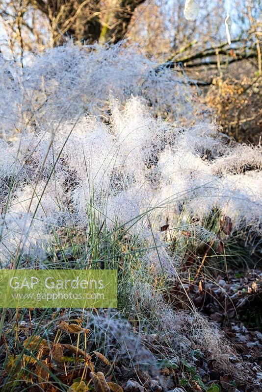 Muhlenbergia capillaris - Inflorescences in frost - December, Mas de Bety, France