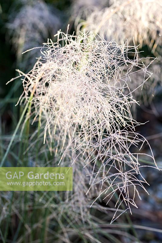 Muhlenbergia capillaris  - frosted inflorescence in winter