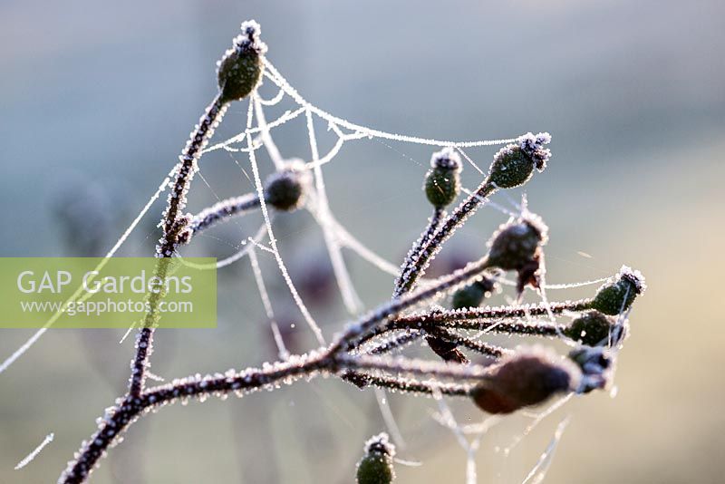 Rosa 'The Fairy' - rose hips with spider's web in frost