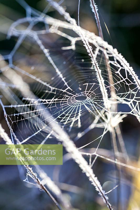 Frosted spider's web in fountain grass