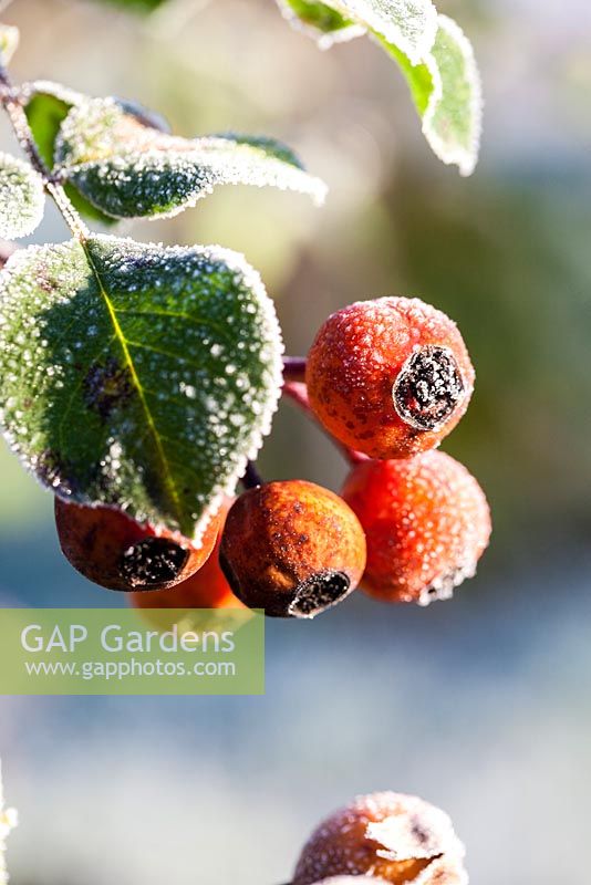 Rosa 'The Generous Gardener' - frosted rose hips in winter