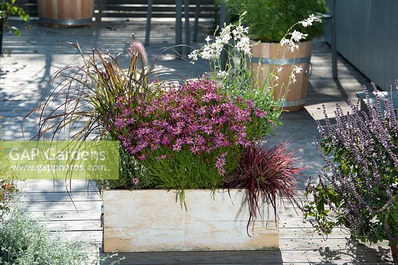 Wooden box container with Coreopsis 'Limerock Passion', Pennisetum setaceum 'Rubrum' 'Fireworks' - spring bristle grass, Gaura and Satureja - savory
