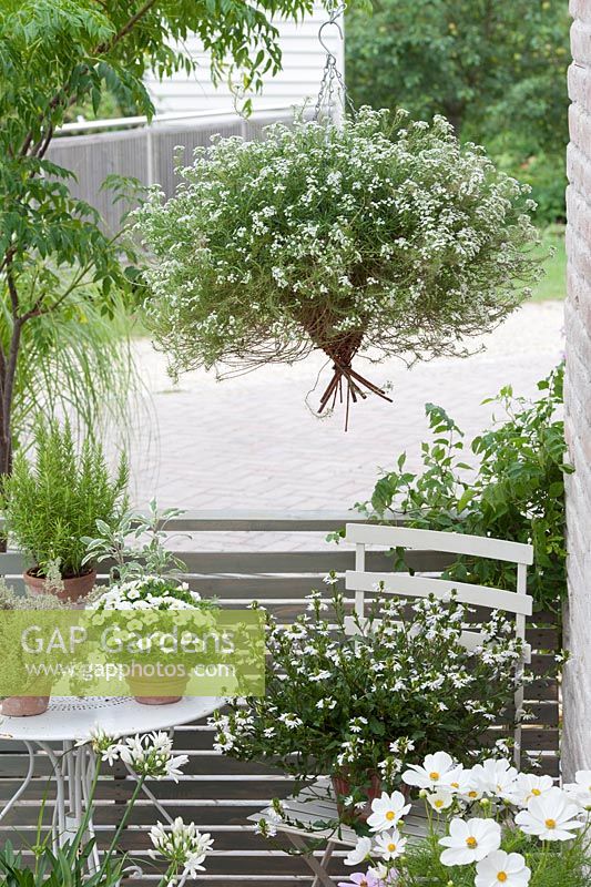 White-themed display of containers on a balcony with 
Lobularia, Scaevola 'Scalora Crystal', Calibrachoa 'White', Agapanthus, Cosmos, thymus and Rosmarinus.