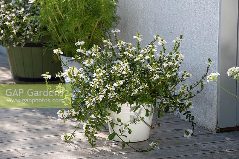 Scaevola scalora 'Crystal' in a pot on the patio