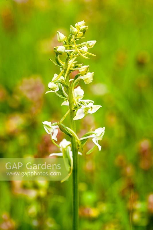 Platanthera chlorantha - Greater Butterfly Orchid. The Ceredigion Coronation Meadow, Winllan Wildlife Garden, Talsarn, Wales. 