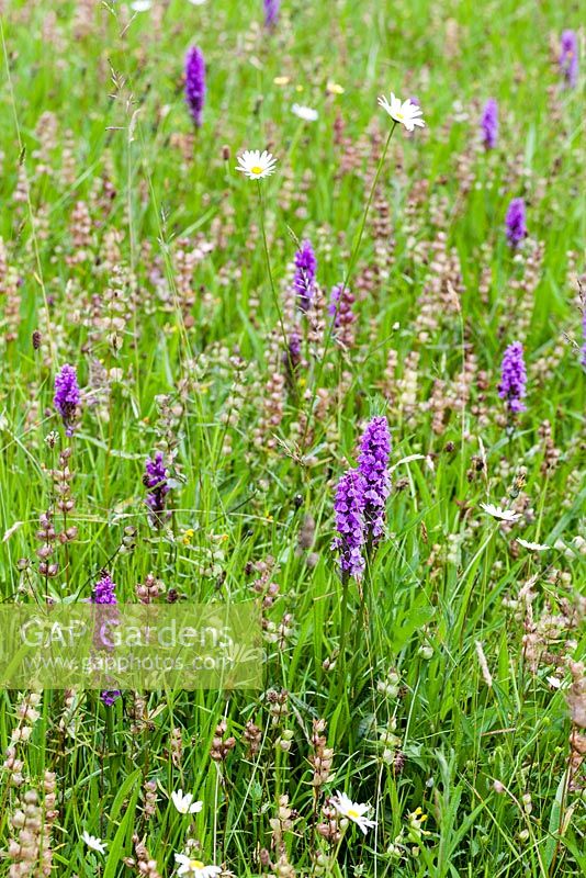 The Ceredigion Coronation Meadow, Winllan Wildlife Garden, Talsarn, Wales. June. Garden opens under the NGS.