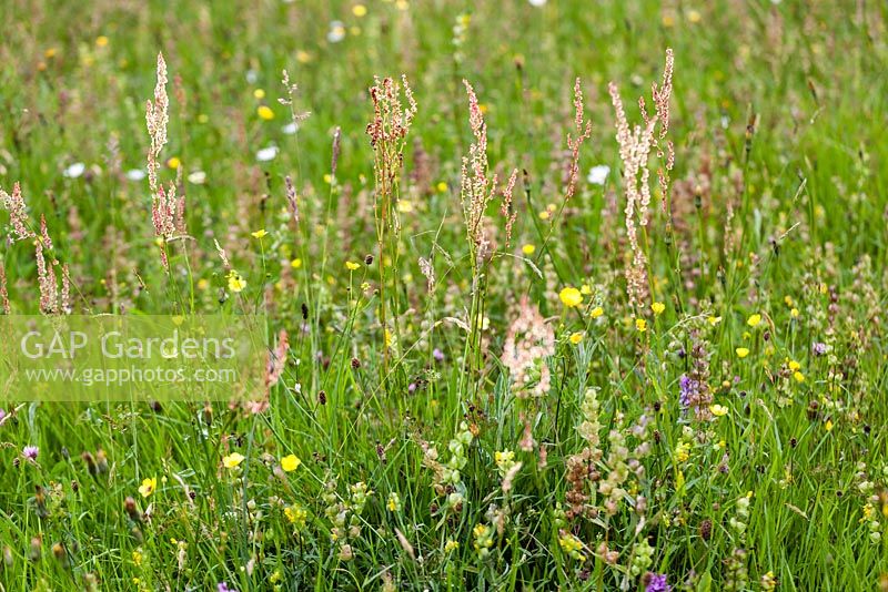 The Ceredigion Coronation Meadow, Winllan Wildlife Garden, Talsarn, Wales. 