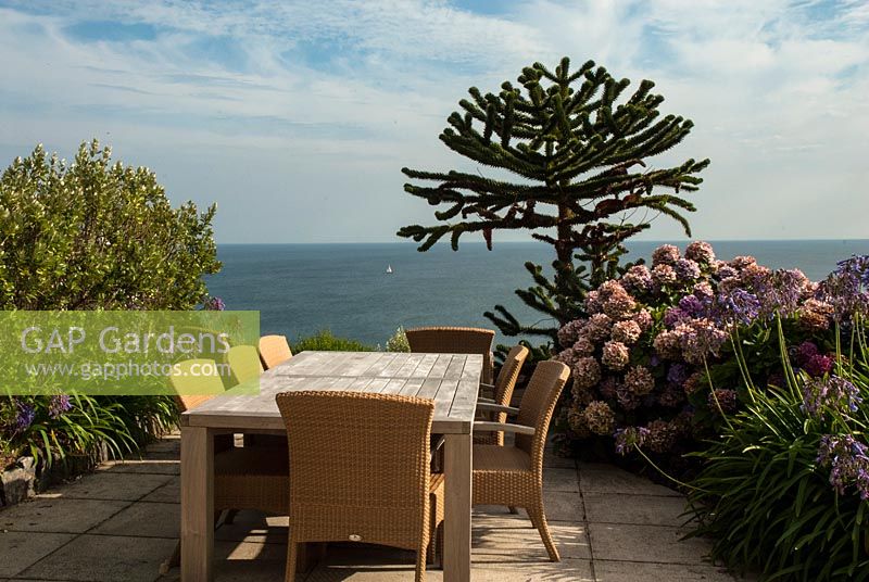 Table and seating on a terrace with Hydrangeas and Agapanthus in a coastal garden. The Lizard, Cornwall in August