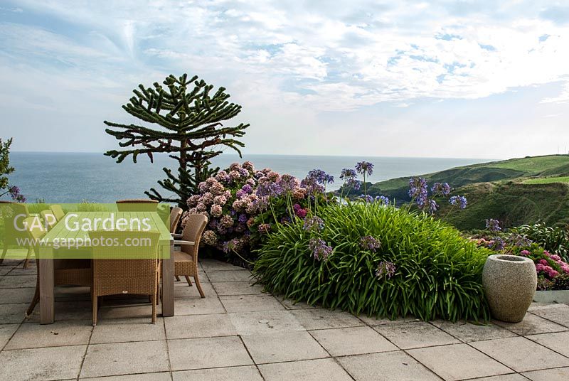 Seating and table on a terrace with Hydrangeas and Agapanthus in a coastal garden. The Lizard, Cornwall in August