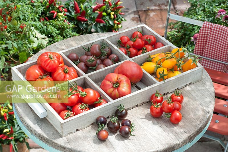 Lycopersicon - tomatoes including 'Quest', 'Schwarze Kirsche', 'Ruthje', 'Haubners Vollendung', 'Ochsenherz', 'Banana Leg's', 'Fahrenheit Blue' and 'Mexikanischer Honig'