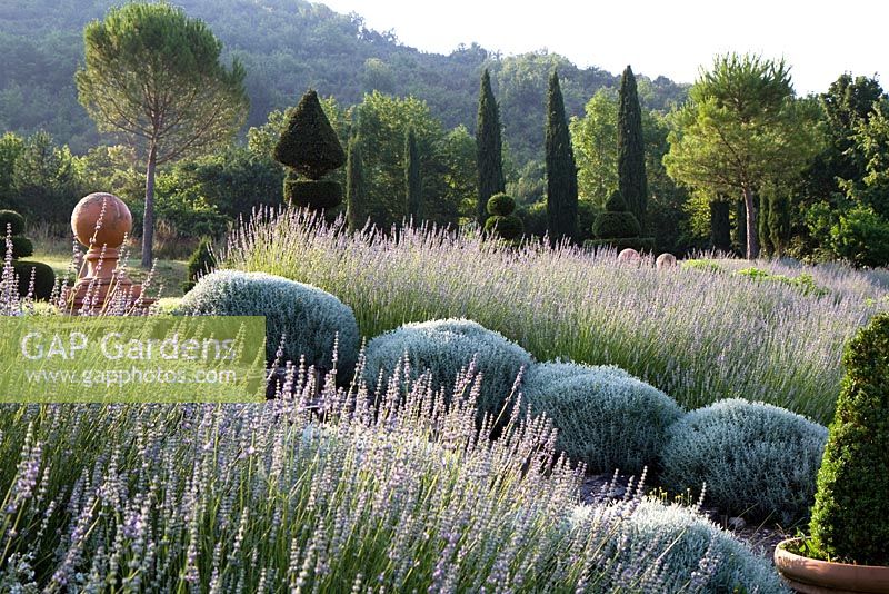 Midsummer in the garden at Domaine de Chatelus de Vialar.  Central steps, flanked by santolina, cut into long lavender border in the form of a gentle bank.