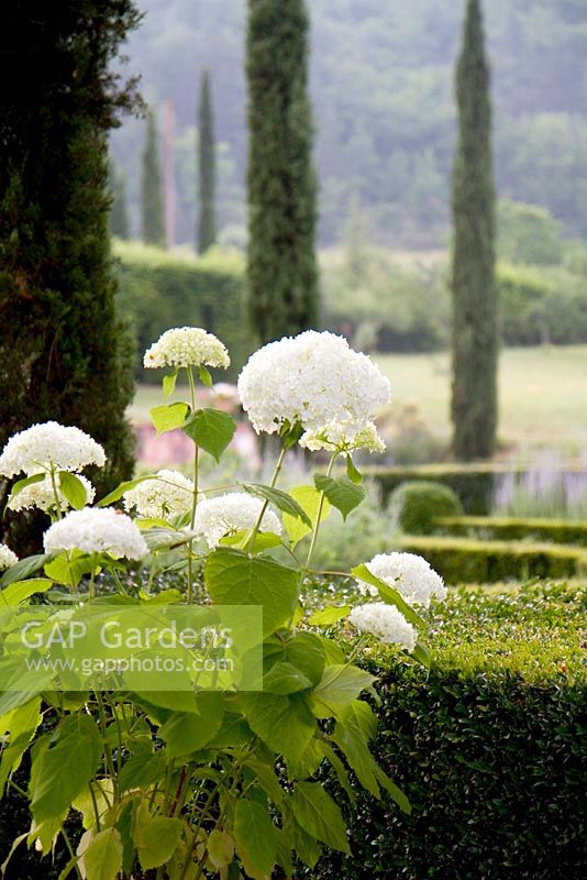 Hydrangea aborescens 'Annabelle' in foreground. Long view of the garden at Domaine de Chatelus de Vialar. Looking towards group of topiary yew.