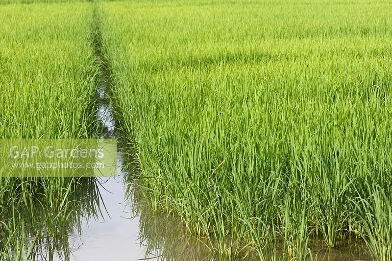 Oryza sativa - rice field in Piedmont - Italy, grown here since the 15th century. Rice paddies, about 50 percent of European rice production comes from the Po Valley