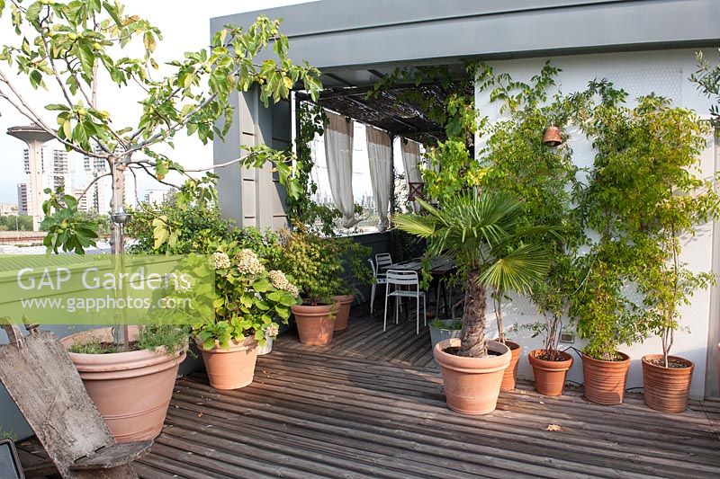 Mediterranean roof terrace with wooden deck - Group of containers with Ficus carica - fig, Hydrangea, Acer palmatum Japanese maple, Trachycarpus fortunei - windmill palm, Passiflora - passion flower, Vitis vinifera - grapevine and Campsis - trumpet flower. Shaded seating area