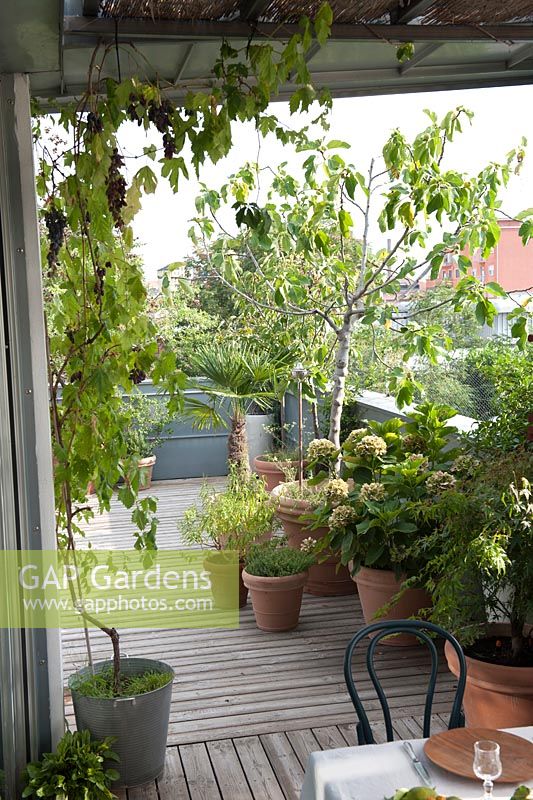 Mediterranean roof terrace planted with Vitis vinifera, Ficus carica, Hydrangea and Acer palmatum 
