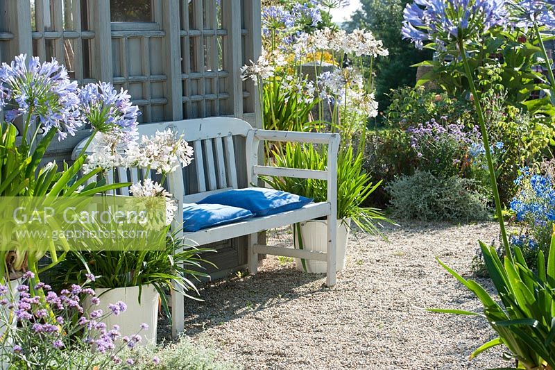 Painted wooden seat on a gravel terrace with agapanthus africanus and campanulatus in pots