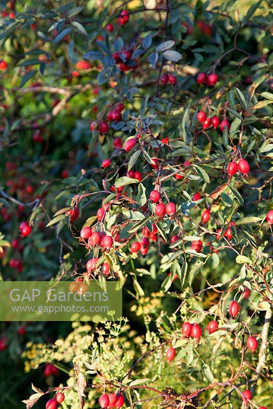 Rosa glauca berries in autumn
