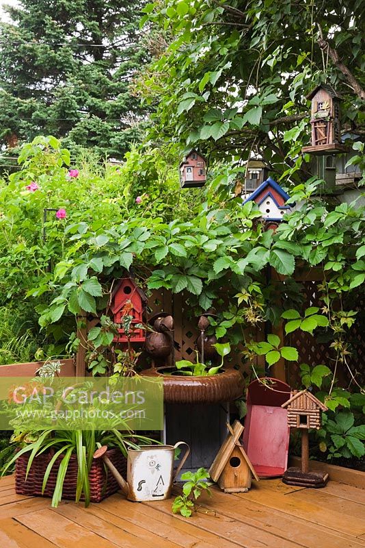 Wooden deck with lilac tree decorated with a vine and birdhouses in urban back garden, Quebec, Canada