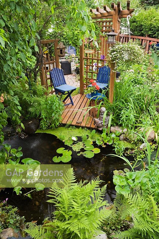 Overhanging Malus 'Royal Beauty' - Apple tree leaves and brown wooden pergola with blue chairs next to pond with Eichhornia - Water Hyacinth, Nymphaea - Waterlilies and bordered by Matteucia 'Ostrich' - Fern plants in urban backyard garden in summer, Quebec, Canada