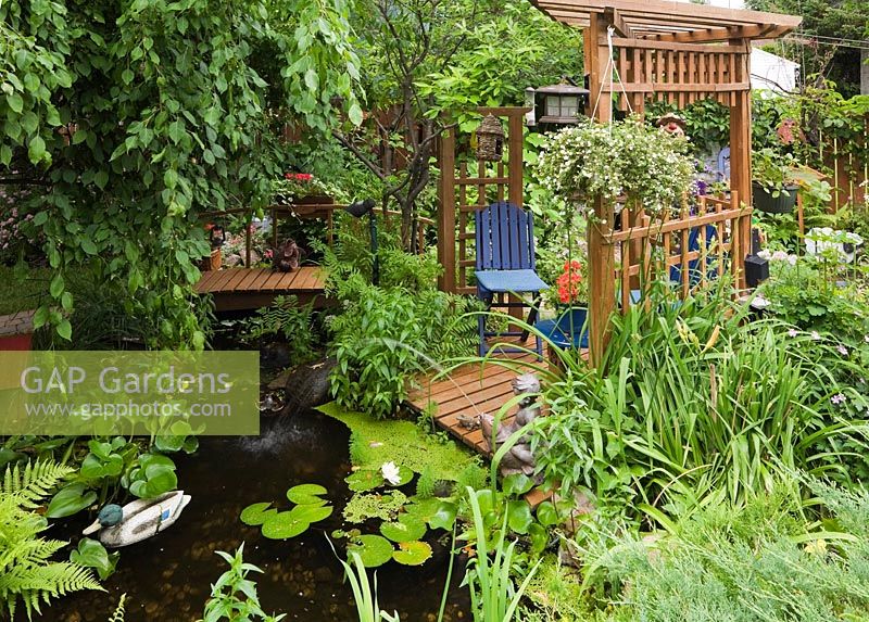 Overhanging Malus 'Royal Beauty' - Apple tree leaves and brown wooden pergola with blue chairs plus footbridge over pond with Eichhornia - Water Hyacinth, Nymphaea - Waterlilies and bordered by Matteucia 'Ostrich' - Fern plants in urban backyard garden in summer, Quebec, Canada