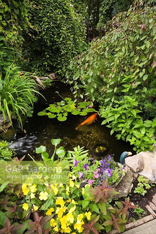 Raised stone border with yellow Oenothera - Sundrops flowers and wooden Mallard duck planter next to pond with Nymphaea - Waterlilies and Cyprinus carpio - Japanese Koi fish in urban backyard garden in summer, Quebec, Canada