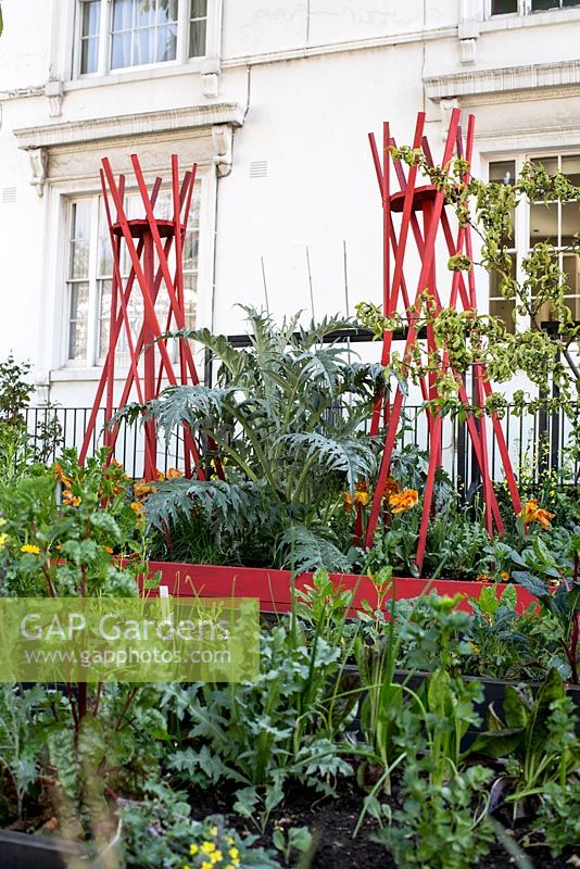 Raised vegetable beds in front garden with red wigwam climbers, Brixton,