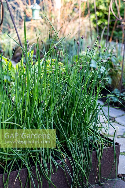 Chives growing in raised bed in town garden, Brixton
