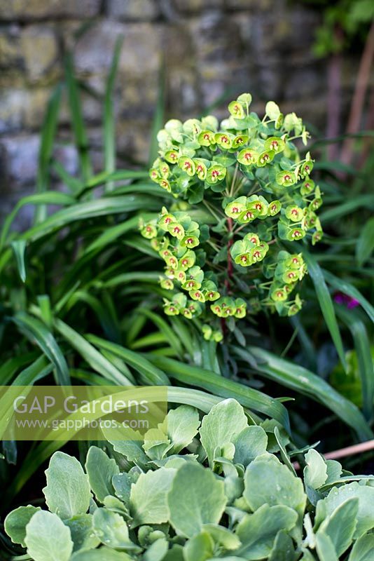 Euphorbia in town garden, Brixton