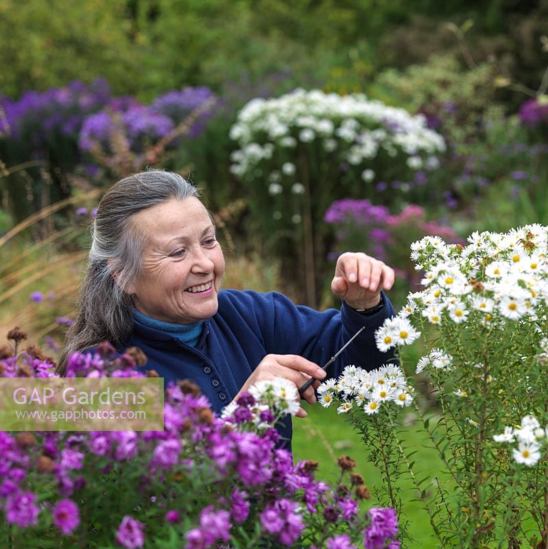 Dr. Margaret Stone amongst her National Plant Collection of autumn flowering asters, dead-heading Aster novae-angliae Herbstschnee. Left: A. novae-angliae Lye End Beauty.