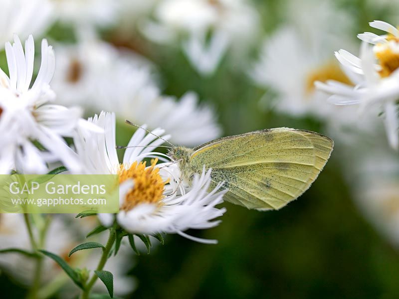 Green-veined White butterfly - Pieris napi alights on a Michaelmas daisy - Aster novae-angliae 'Herbstschnee'