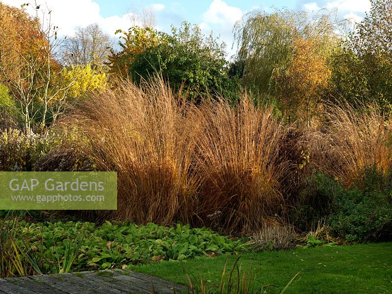 Marginal planting besides a stream, ornamental grasses and trees provide a dramatic backdrop with autumn colour.