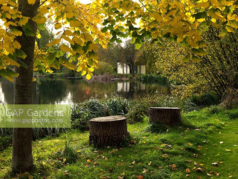 Seats fashioned from tree stumps sit underneath the autumn foliage of a field maple.